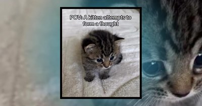'You're coming home with me!': 24 Soft kitten memes to fulfill any cat lover's soft kitten dreams