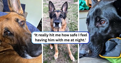 18 Times German Shepherds Refused to Let Anything Happen to the People They Love