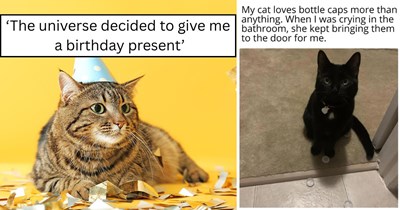 Your Weekly Caturday Meowgazine: 20 I Can Has Meowments Featuring Cats at Their Goofiest and Most Awwdorable (May 30, 2026)