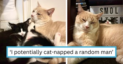 Feline foster mom rescues a “mama” cat and her kittens, until her vet lifts the tail to reveal two terrible troublepuffs and one very misidentified cat
