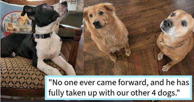 Homeless puppy chooses dog dad and his fur family as its new home, claiming its place in the pack by running under dad’s car as he came home, dog mom says: 'He believes himself to be a lap dog even though he is quickly outgrowing that space’