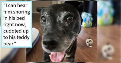 Unwanted older shelter dog finds furever home after foster pawrent fell in love with the senior dog and couldn’t let him go, dog dad says: ‘The shelter did not expect him to be alive more than a few months at 14 yrs old, and now he will be 16 soon.’   