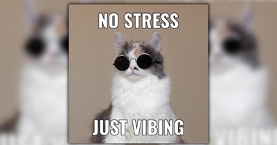 A Furry Feline Collection of 27 Cute Cat Comedy Memes For Purry Pawsitivity