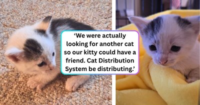 Woman goes on a midnight rescue mission after finding a motionless kitten in a rural area, spends hours keeping him alive with the help of strangers online, so she can adopt him for good.