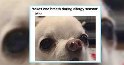 22 Howlarious Pupper Memes to Raise You Up When You’re Feeling Ruff