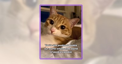 23 Coo-Coo Cat Memes for Crazy Cat Ladies and Gentlemen