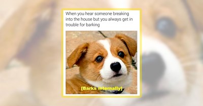 Long List of 40+ Dog Memes to Bork Bliss Into You Day