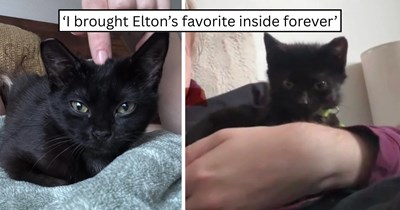 'Elton chose her and she chose us': Giant tuxedo cat falls in love with a tiny patio kitten through a sliding glass door and helps turn a winter rescue into the most wholesome adoption story
