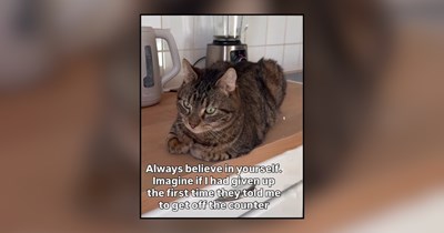 29 Chaotic Memes of Counter-Climbing Cats Ignoring Every Kitchen Rule