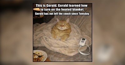 31 Cozy Memes of Felines Who Have Become One With the Couch Cushions