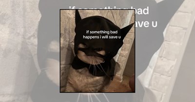 'Smol but loud': 22 Kitten memes featuring tiny cats with big personalities