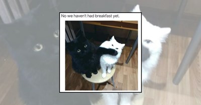 'I haven't eaten in years': 23 Hungry Cats Begging for Food Like Their Bowl Has Been Empty Forever