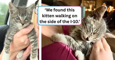 Kitten hitchhikes through a major highway to look for a forever family, spotted by feline-friendly folks who take him on the rest of the journey home.