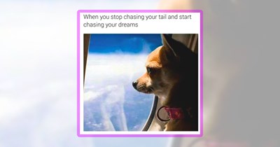 The Goodest Boys of the Week: 23 Doggo Memes to Soften Your Monday