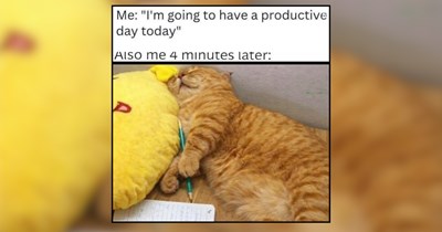 An Endless Abyss of Cat Memes For Sunday Procrastination 
