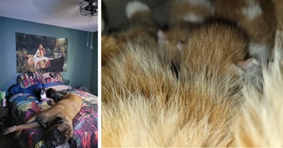 “Bobcat” bribes 3 good boy guard dogs to let her give birth under their pawrent’s bed, turning a daring animal control call into a surprise kitten rescue