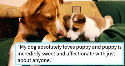 Stray puppy discovered crying outside dog lover’s fence in poor condition saved after being adopted by his new pawrent and canine sibling, dog mom says: ‘When I see him and my dog together my heart grows three sizes.’