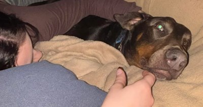 Doberman rescued from streets of Texas by patient couple notice his incredible progress from anxious to affectionate: 'He just wants the love!'