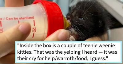 2 newborn kittens abandoned next to coffee shop in box saved and adopted by cat loving cafe customer, growing his 10 cat fur family by 4 smol paws, cat dad says: ‘I legitimately panicked for a while; thinking about whether I should take them.’