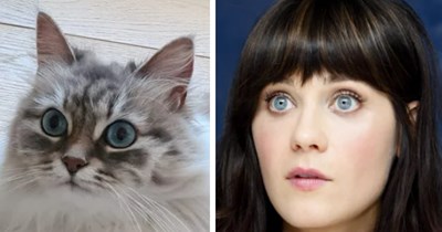 24 Cute Cats and their Celebrity Copycats