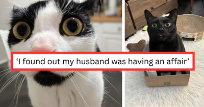 Cat pawrent discovers her husband had an affair, then asks the wholesome cat community to give her courage to leave with the help of their furbulous felines 