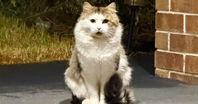 'To my surprise, he didn’t run': Big cat new to neighborhood finally makes peace with human who's been eyeing him for months