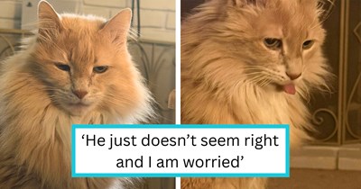 Cat mom brings senior feline to vet because she suspects he’s autistic, vet surprises her with the most hissterical answer: ‘He’s just deaf’