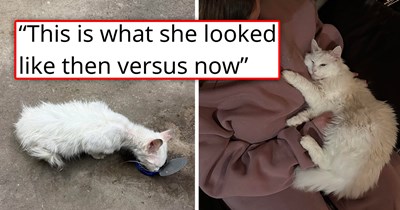 Person adopts a malnourished white cat who looks like crumpled tissue paper, helps her get better, and she transforms into a fluffy meowjestic beauty