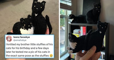 31 of the Funniest and Freshest Feline Tweets to Fill Your Week With Pawsitivity (June 1, 2026)