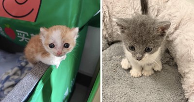 The Tiniest, Squishiest, Most Adorablest Itty Bitty Kitties to Fill Your Screen With Pure Cuteness