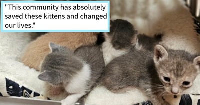 12 soaked kittens found dumped on cat loving couple’s property get loving foster homes thanks to the rescuers and online community who wouldn’t give up on the feral fur babies, cat lover says: ‘All the kittens are alive and well with fosters!’