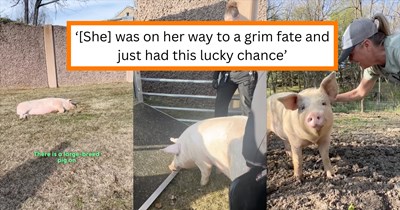 Giant pig runs onto major highway to escape live-animal auction, gets heartwarmingly rescued by farm sanctuary just in time: 'She got the zoomies the second she reached the sanctuary'
