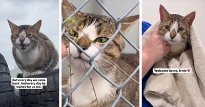Cat rescuer finds wary cat in an empty junkyard, returns every day to earn the feline's trust until finally getting him out, rescuer says: ‘Here's to your new life’