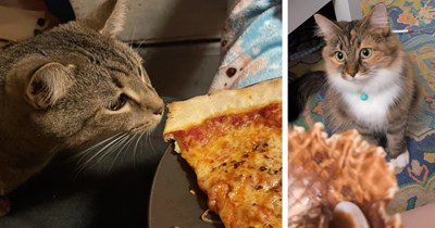 22 Funny Food Focused Felines Keeping their Eyes on the Pork Pies