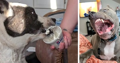 20 Pics of Howlariously Hangry Hounds Who Have No Table Manners