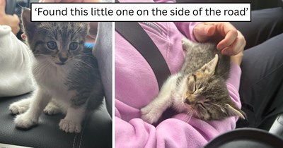 'I convinced my parents to keep him': Tiny 5-week-old roadside kitten named Gizmo gets rescued during a family road trip and instantly charms his way into a forever home