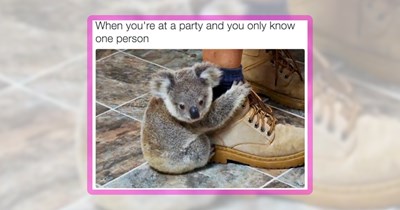 A Ripper Round-Up of 33 Adorable Aussie Animal Memes to Fill Your Feed With Down Under Delight