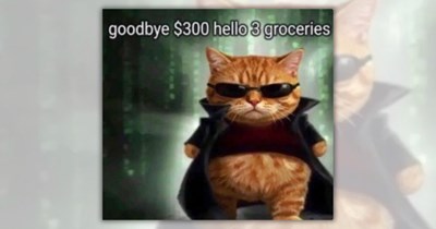 33 Feline Funnies for a Teeny Tiny Terrific Paws in Your 9-to-5