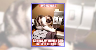 26 Feline Funnies Featuring the Very Cat Experience