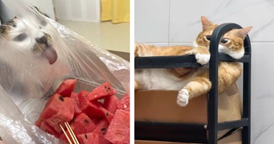 29 Heartwarming Friday Felines for a Soft Meowment of Sweet Feline Silliness
