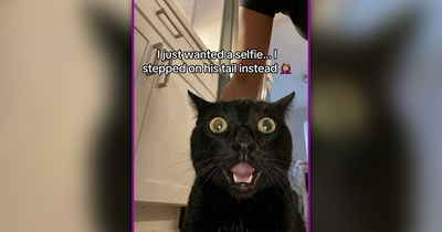22 Whiskered Meme Wonders to Calm Your Chaotic Feed