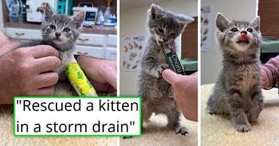 Couple rescues a tiny gray kitten who was crying out for help from the inside of a storm drain, get its fractured paw in an itty bitty splint, and appropriately name him Love Bug 