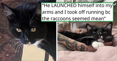Owner chases after hooligan cat who escaped, both freeze when they see 2 raccoons, the cat hilariously runs straight back to its owner and the two flee in sheer panic: 'We just stared at each other like what the F was that'