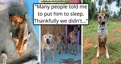 Half-blind abandoned dog gets rescued and finds the pawfect home in a doggo retirement community where he makes many friends and is loved by everyone: 'I saw something in him that said he wanted to fight on'