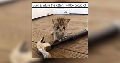 The Sweetest Internet Kittens For Scrumptious Love in Memes