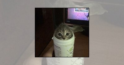 'This is my spot now': 22 Cats Making Themselves Comfortable In Places They Shouldn't Be