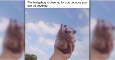 A Wholesome Welcome to the Week in the Form of Awwdorable Animal Memes