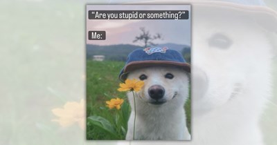 18 Nice and Hilarious Animal Posts to Brighten Your Day With a Smile