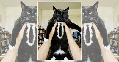 25 purrfessional tuxedo cats who were born in a suit and have been running the world ever since