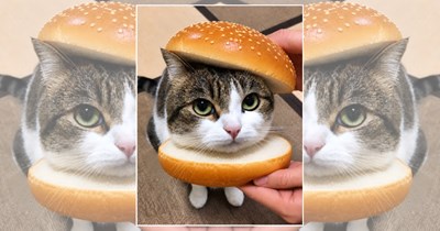 Feast your eyes with 25 meowvelous cat burgers served and a side of extra cuteness